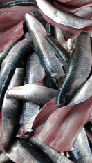 Fischlexikon Rohware Lappen